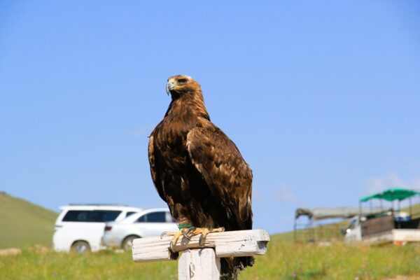 Golden Eagle