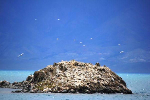 Bird islands in Uureg lake