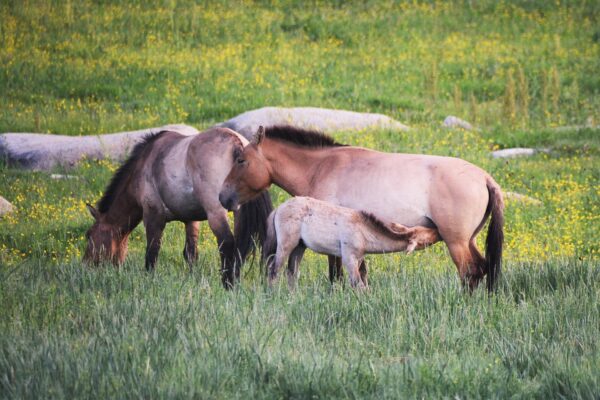 Mongolian wild horse