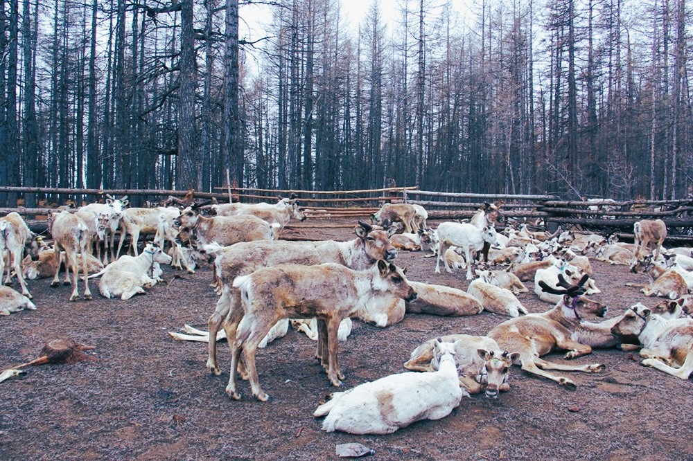 Mongolian Taiga