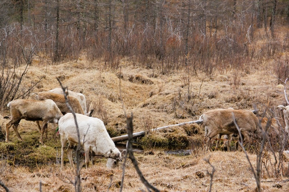 Reindeers in West Taiga
