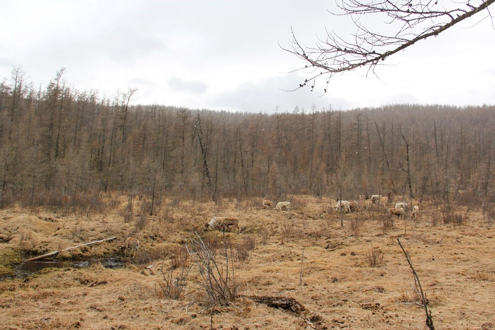 Reindeers in West Taiga