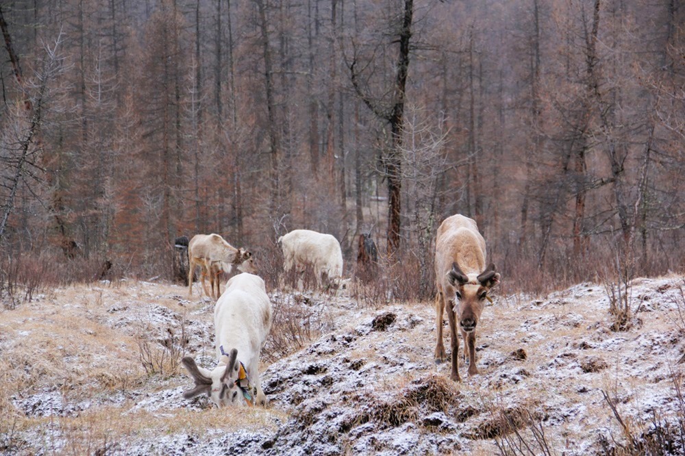 Reindeers in West Taiga