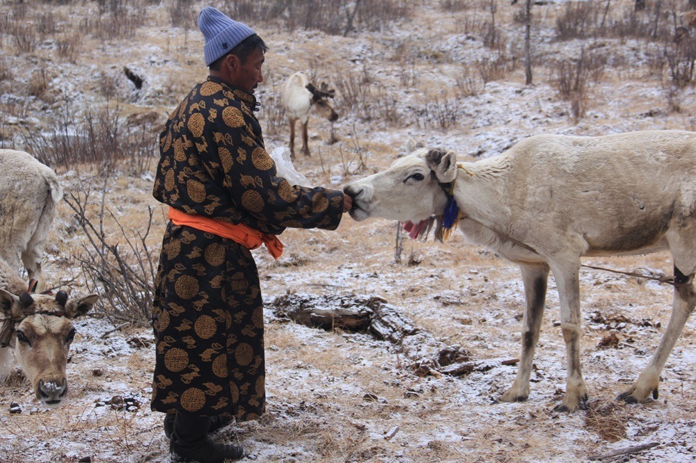 Reindeers herder is feeding their animals