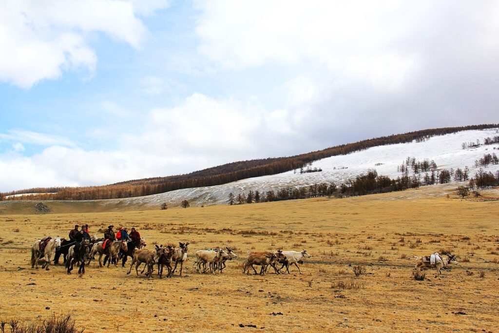 Tsaatan People (Reindeers herder) are moving to their spring place.