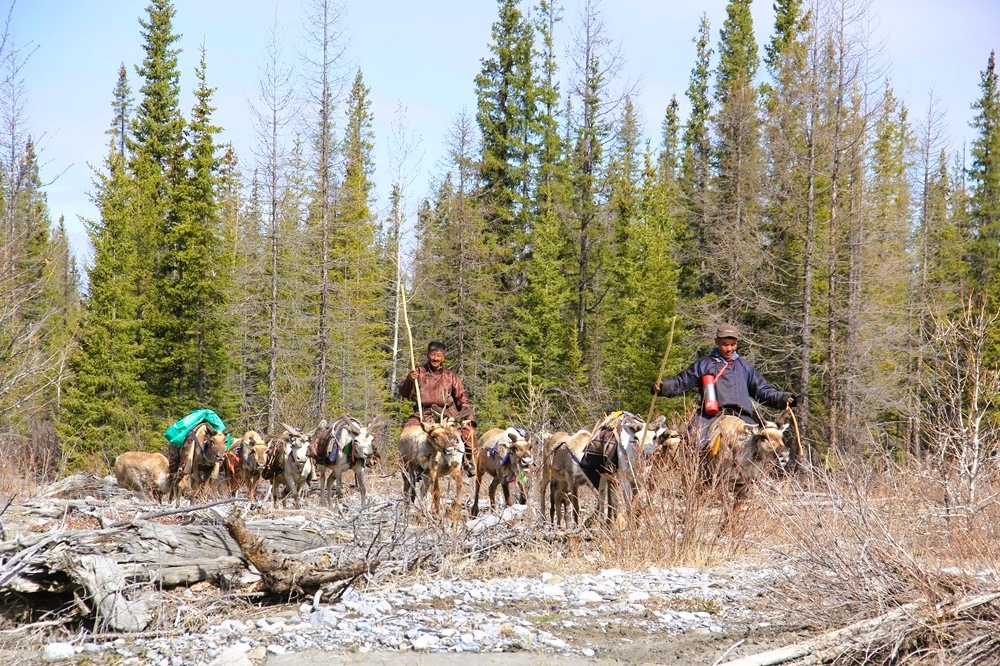 Tsaatan People (Reindeers herder) Movement
