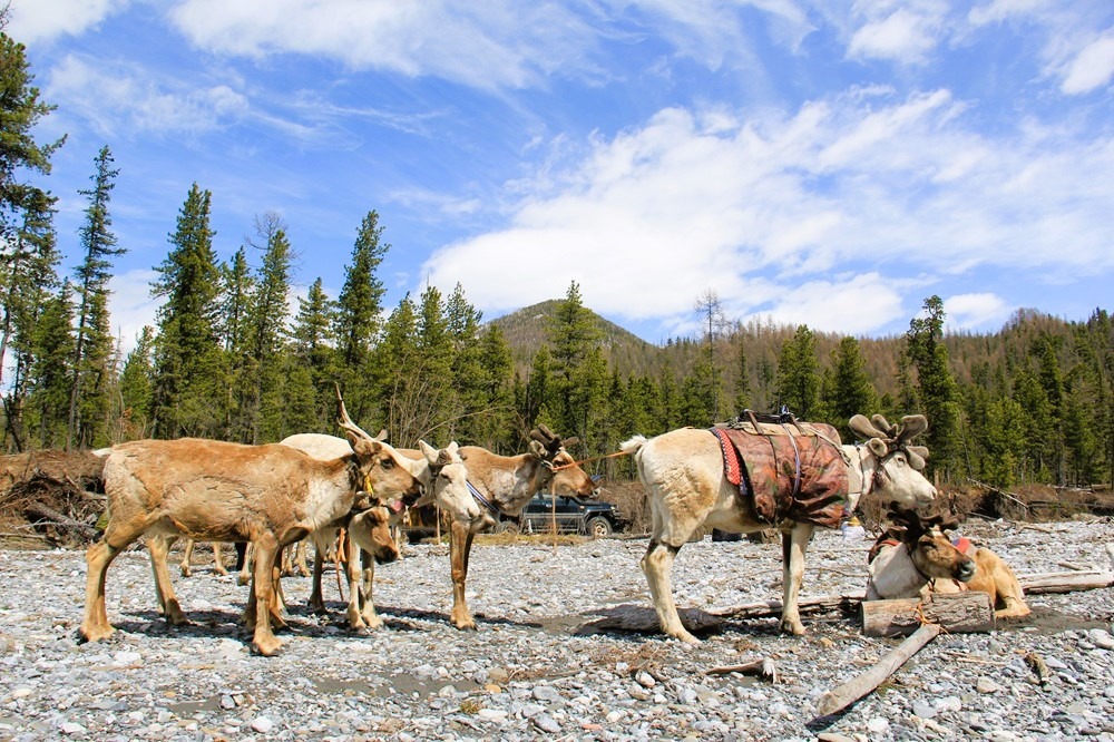 Some reindeer for riding.