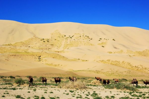 Camels in Khongor Sand duneCamels in Khongor Sand dune