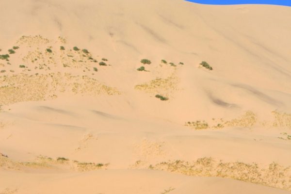 Camels in Khongor Sand Dune