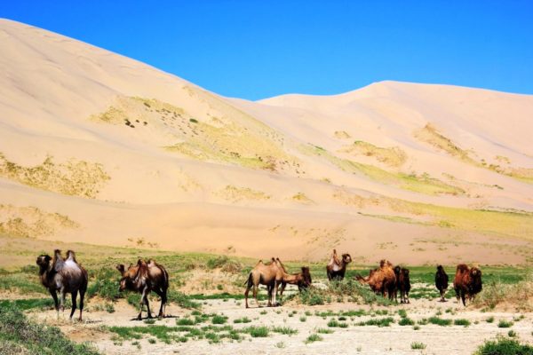 Camels in Khongor Sand dune