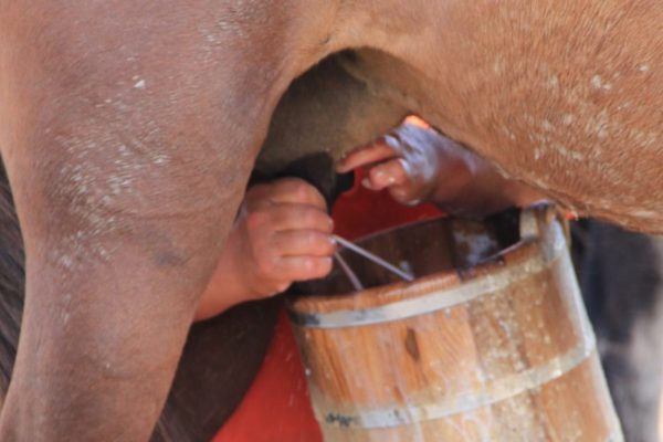 Mare milking in Mongolia