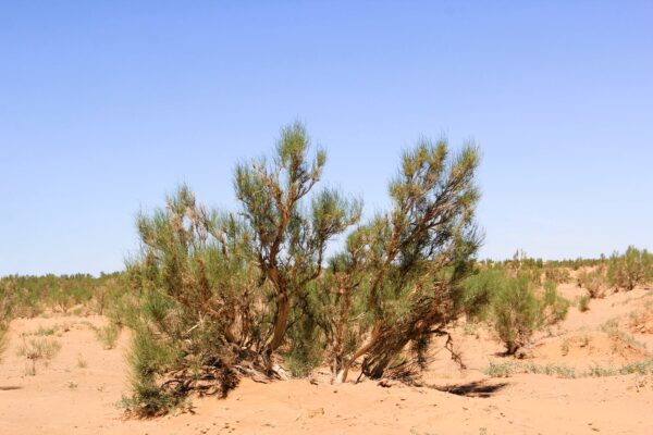 Gobi Tree - Saxual Tree