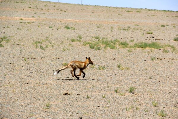 Poor Little Gobi Fox