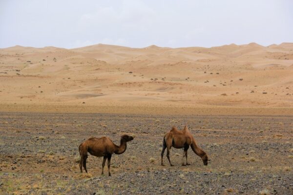 Camels in Khongor Sand Dune