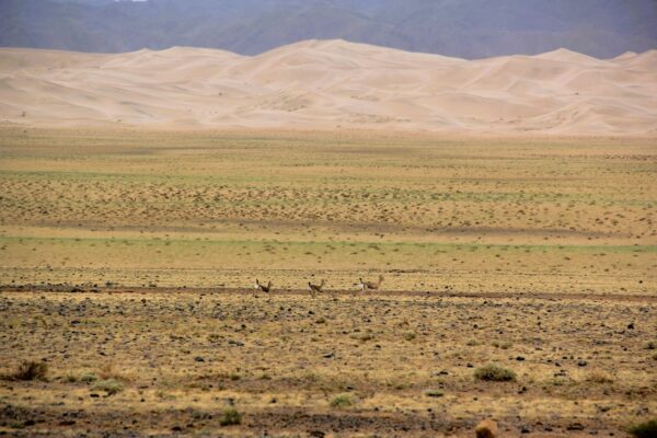 Grand Tour Mongolia