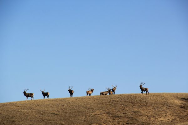 Elks in Hustai National Park