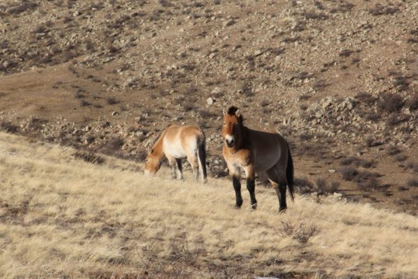 Male wild horse in Khustai National Park