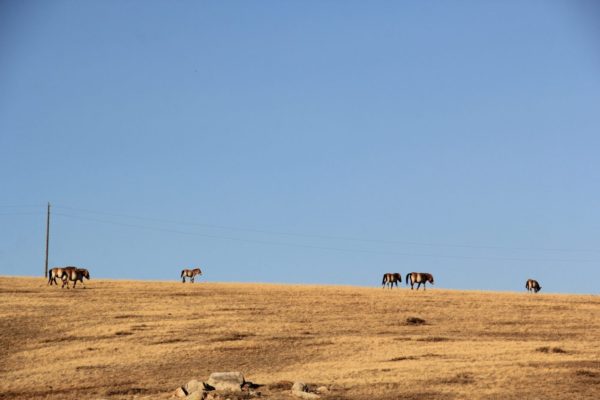 Pack of wild horse