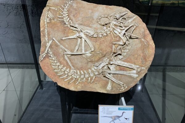 Dinosaur Fossil