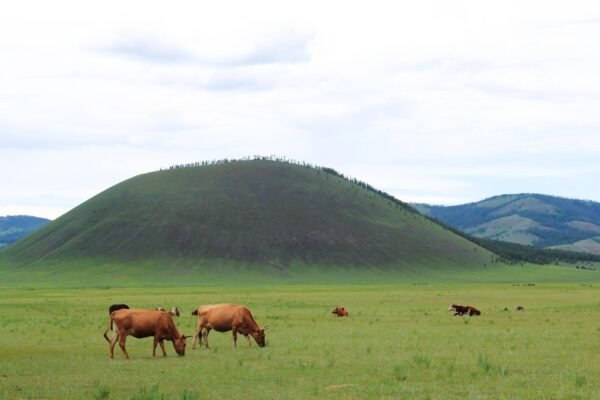 Uran Togoo, Bulgan, Mongolia
