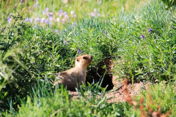 Marmot in Manzushir Monastery