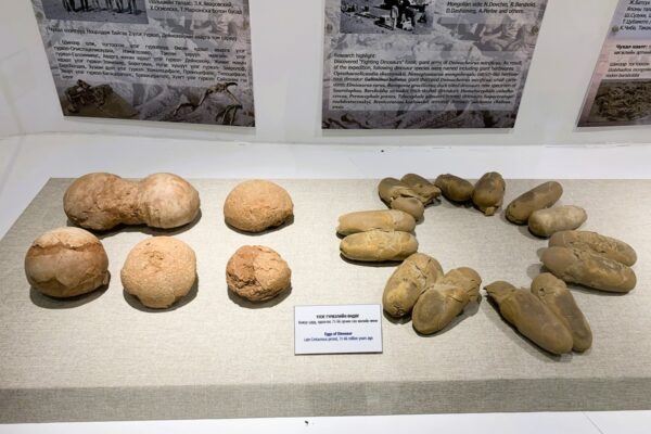 Dinosaur Eggs in Gobi Museum