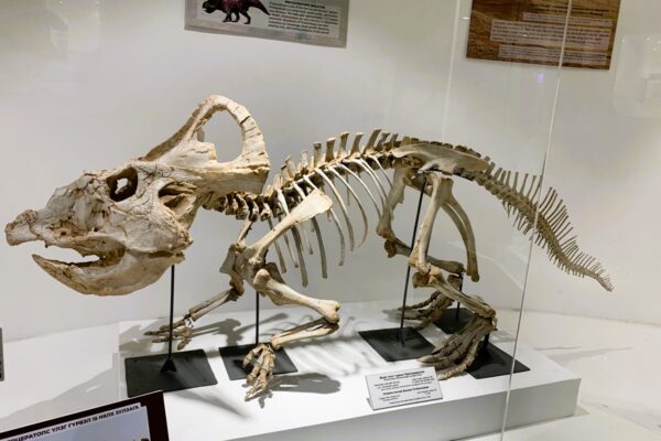 Protoceratops in Gobi Museum