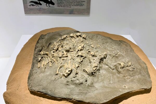 Baby Protoceratops in Gobi Museum