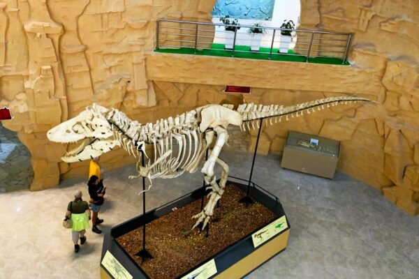 Tarbasaurus in Gobi Museum